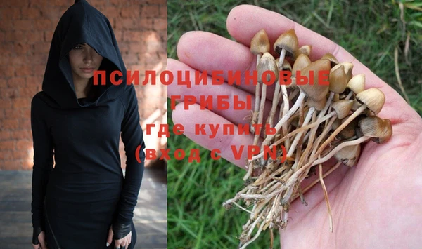 гашик Карпинск